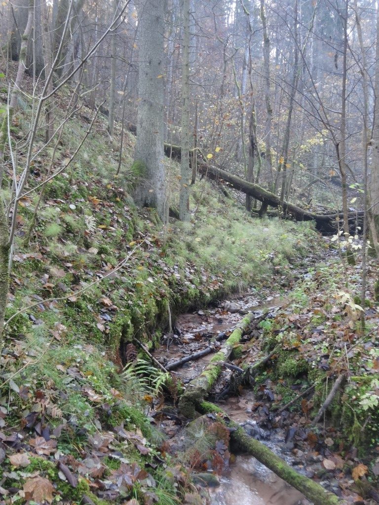 Un des ruisseaux du parc national Gauja