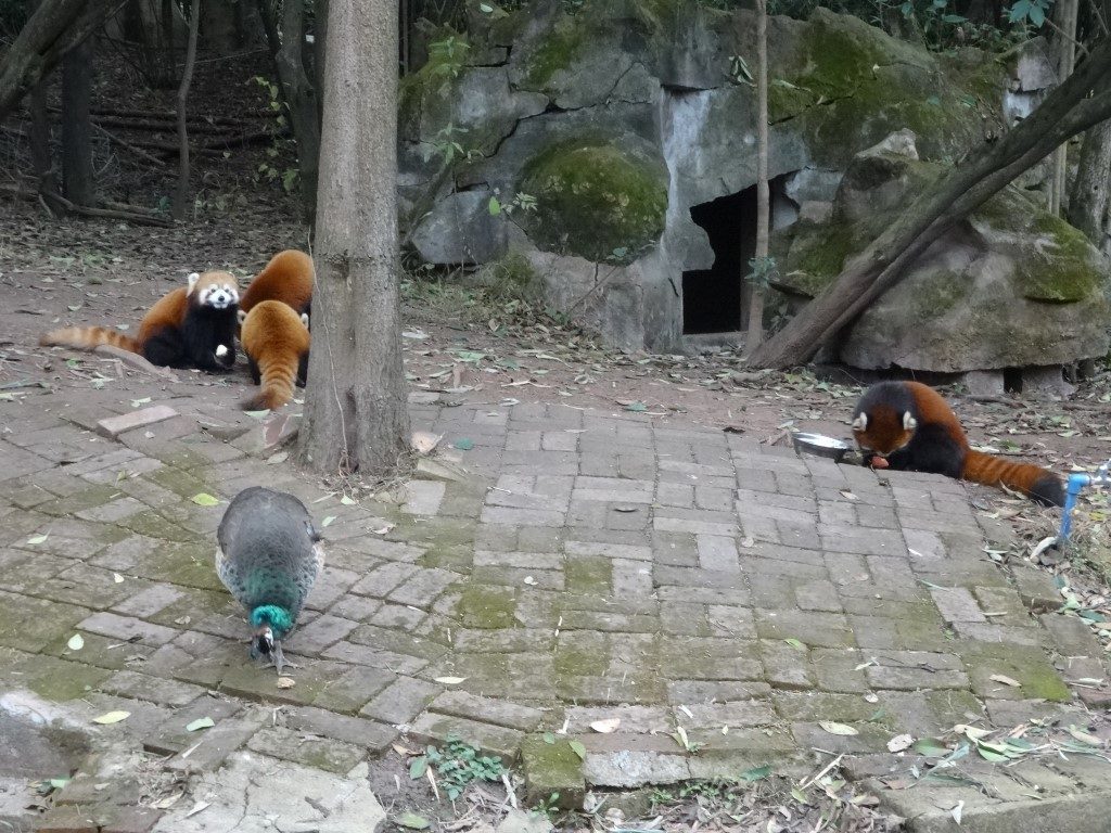 Des pandas roux au centre de conservation des pandas