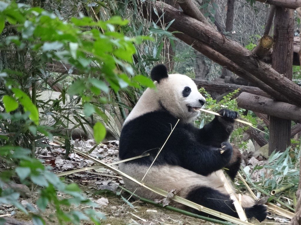 Des pandas au centre de conservation des pandas