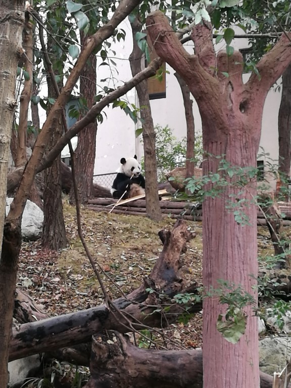 Des pandas au centre de conservation des pandas
