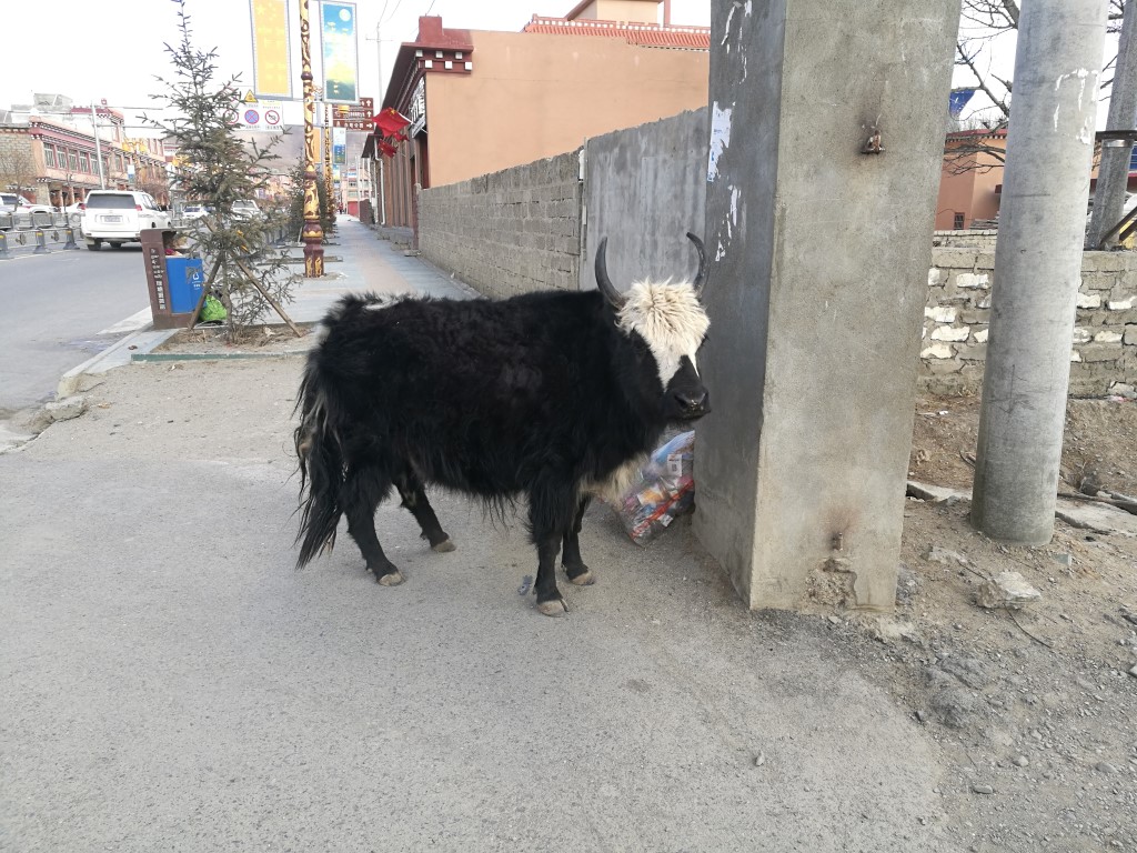 Un yak solitaire dans les rues de Litang