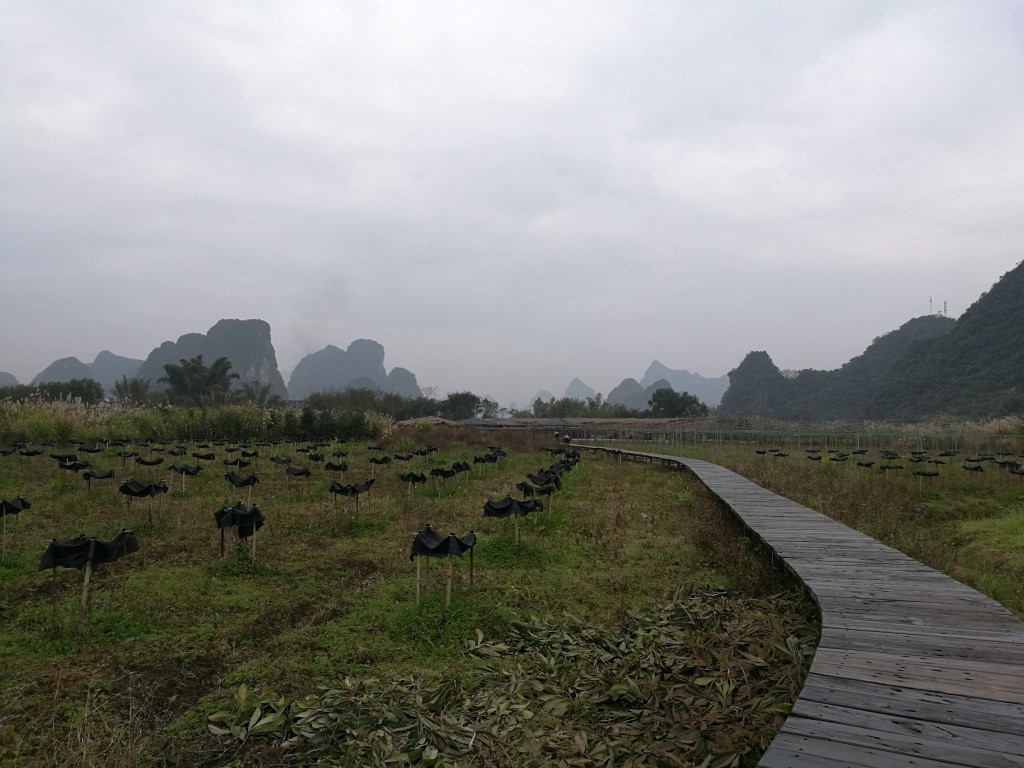 Balade dans la campagne autour de Yangshuo, un moment de solitude avec la vue