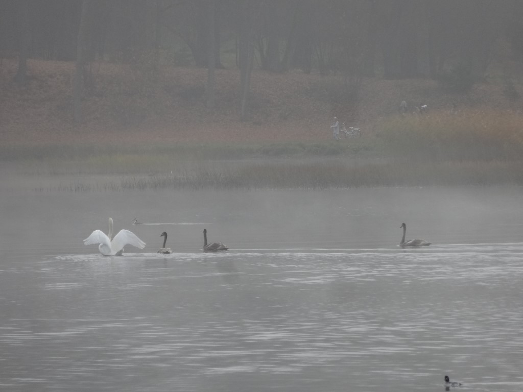 Une famille de cygnes sur le lac